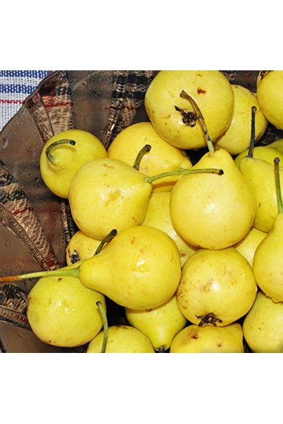 Груша літня Лимонка плоди